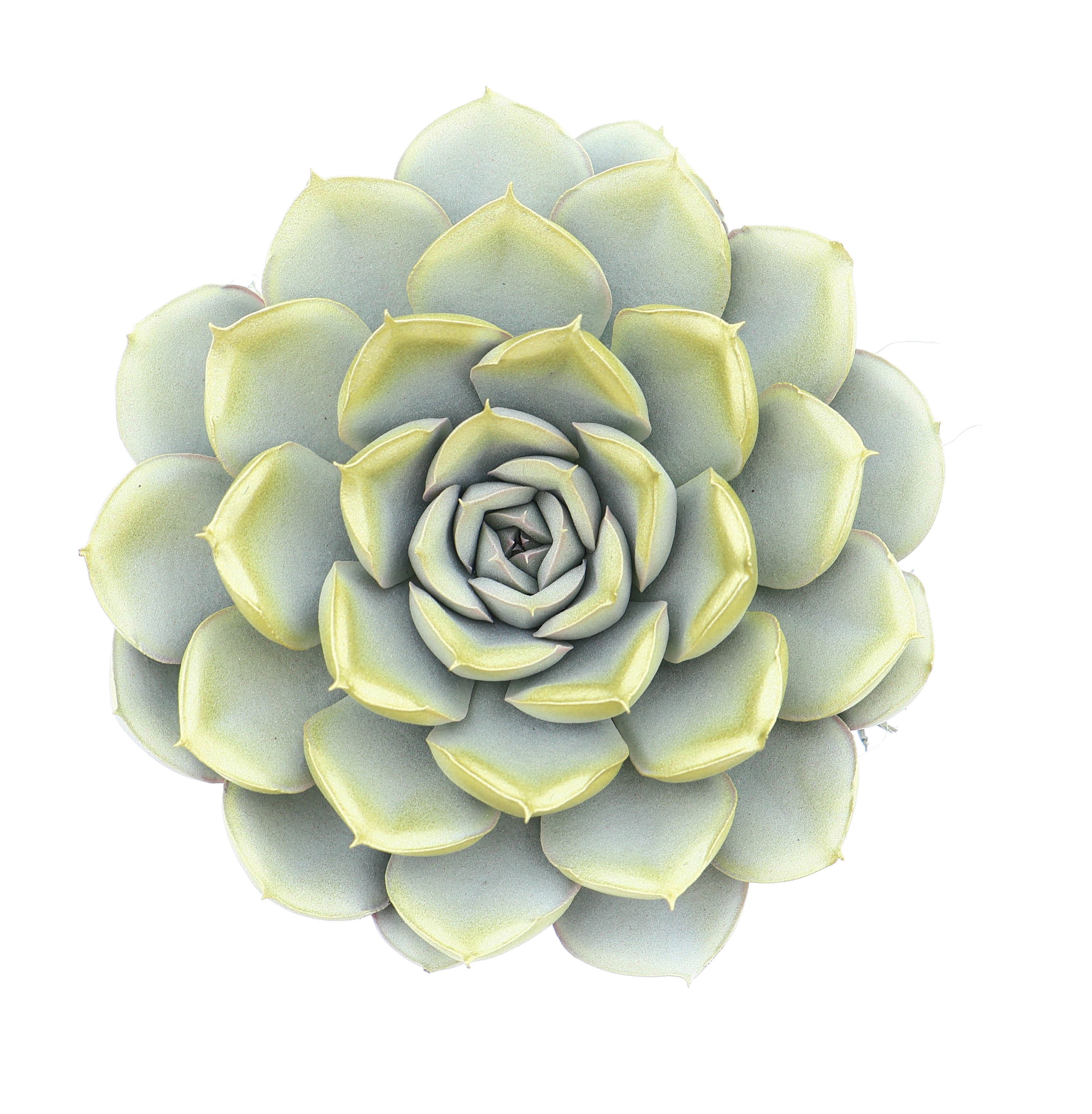 Mystery white + gold tips, D 8,5