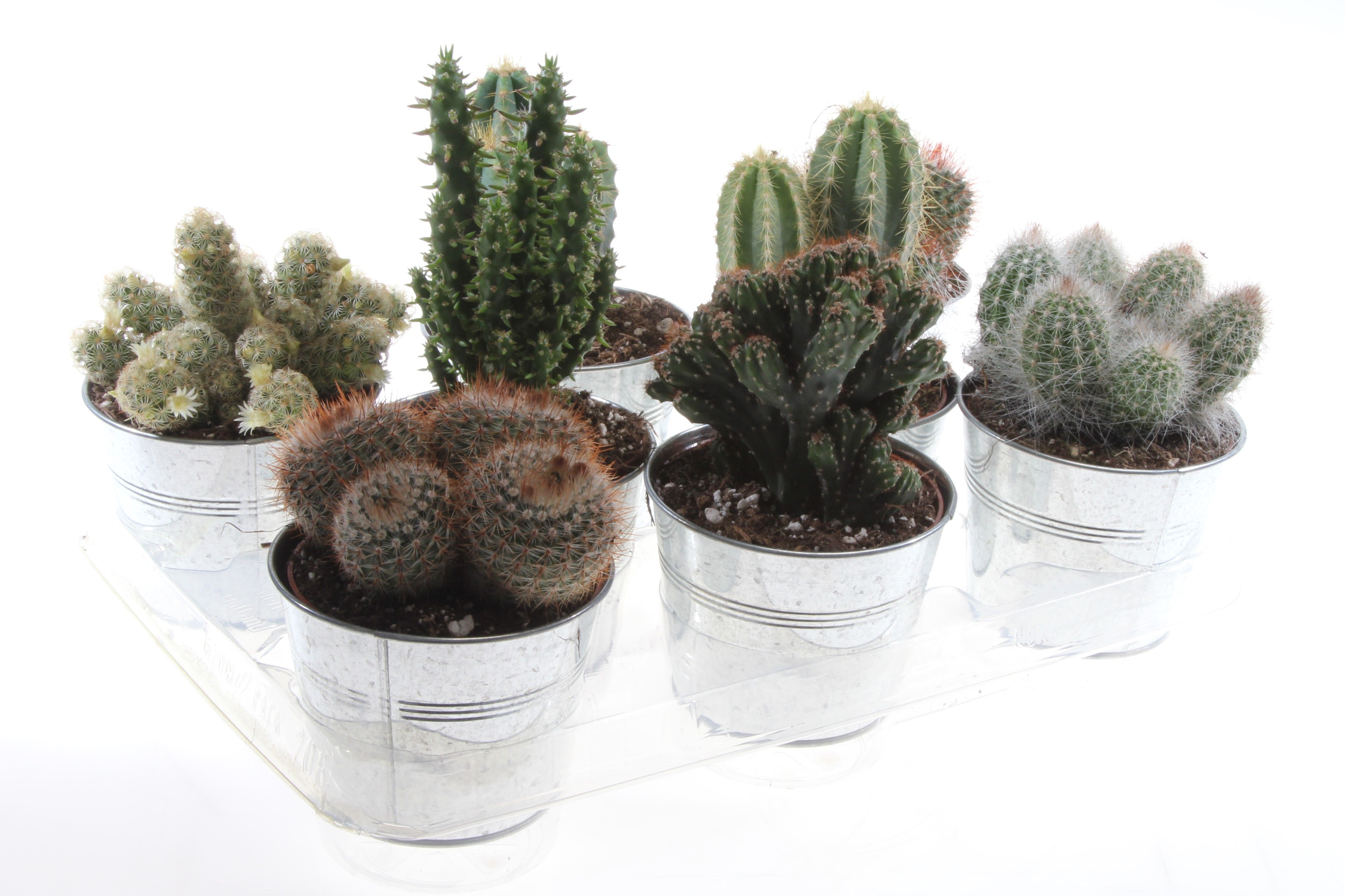 Cactus zinkpot, D 12