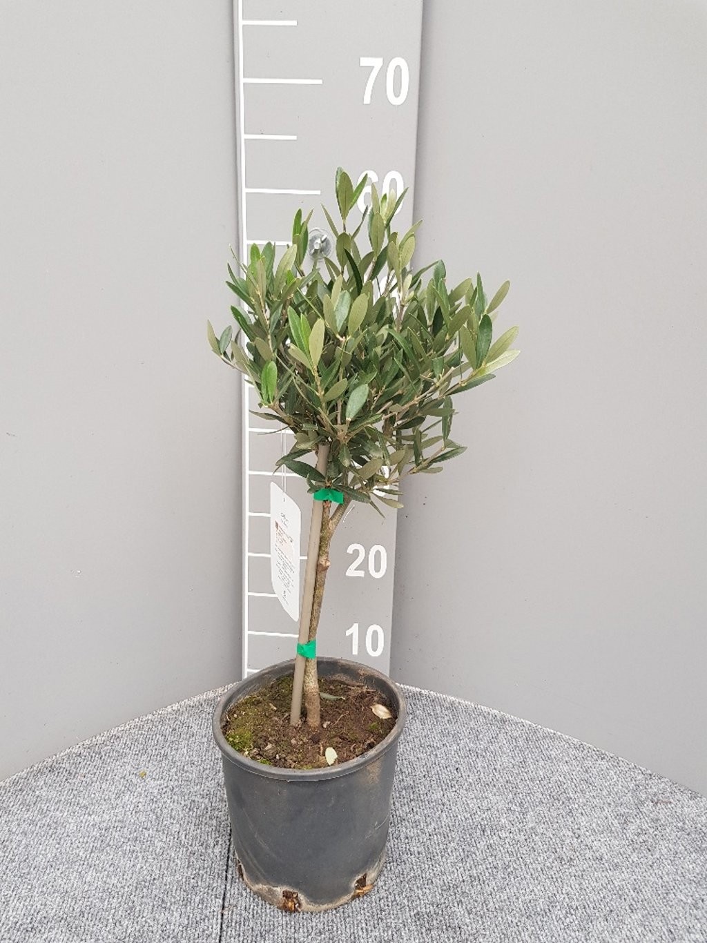 Olea europaea, D 16