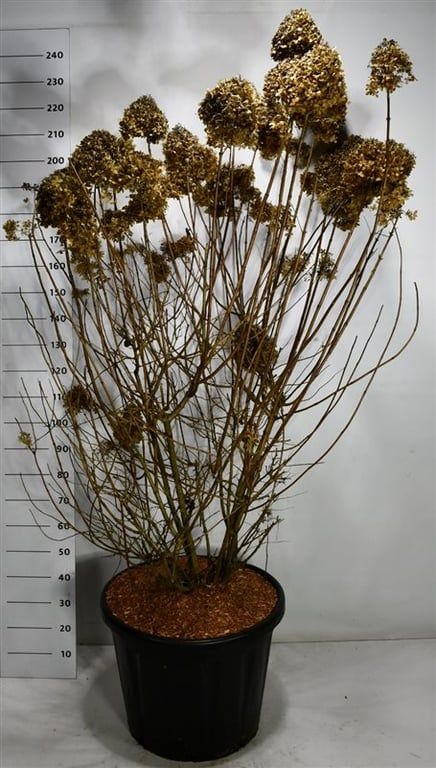 Hydrangea pan. 'Limelight', D 60