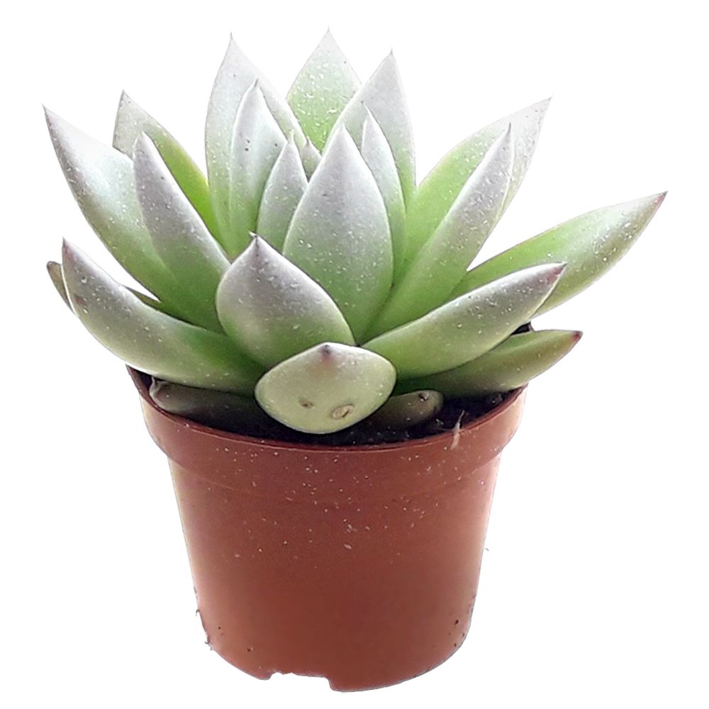 Miranda coloured festival white, D 6