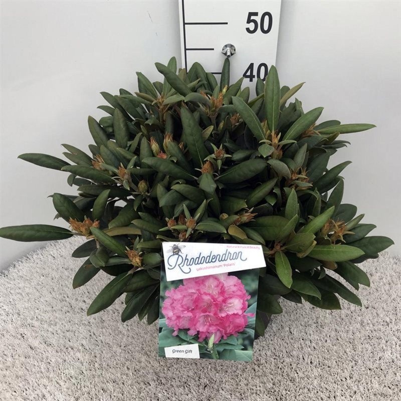 Rhododendron (Y) 'Polaris', D 29