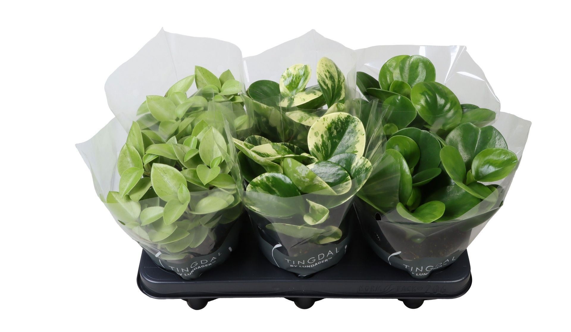 Peperomia Mix in Plastic Sleeve 12 cm, D 12
