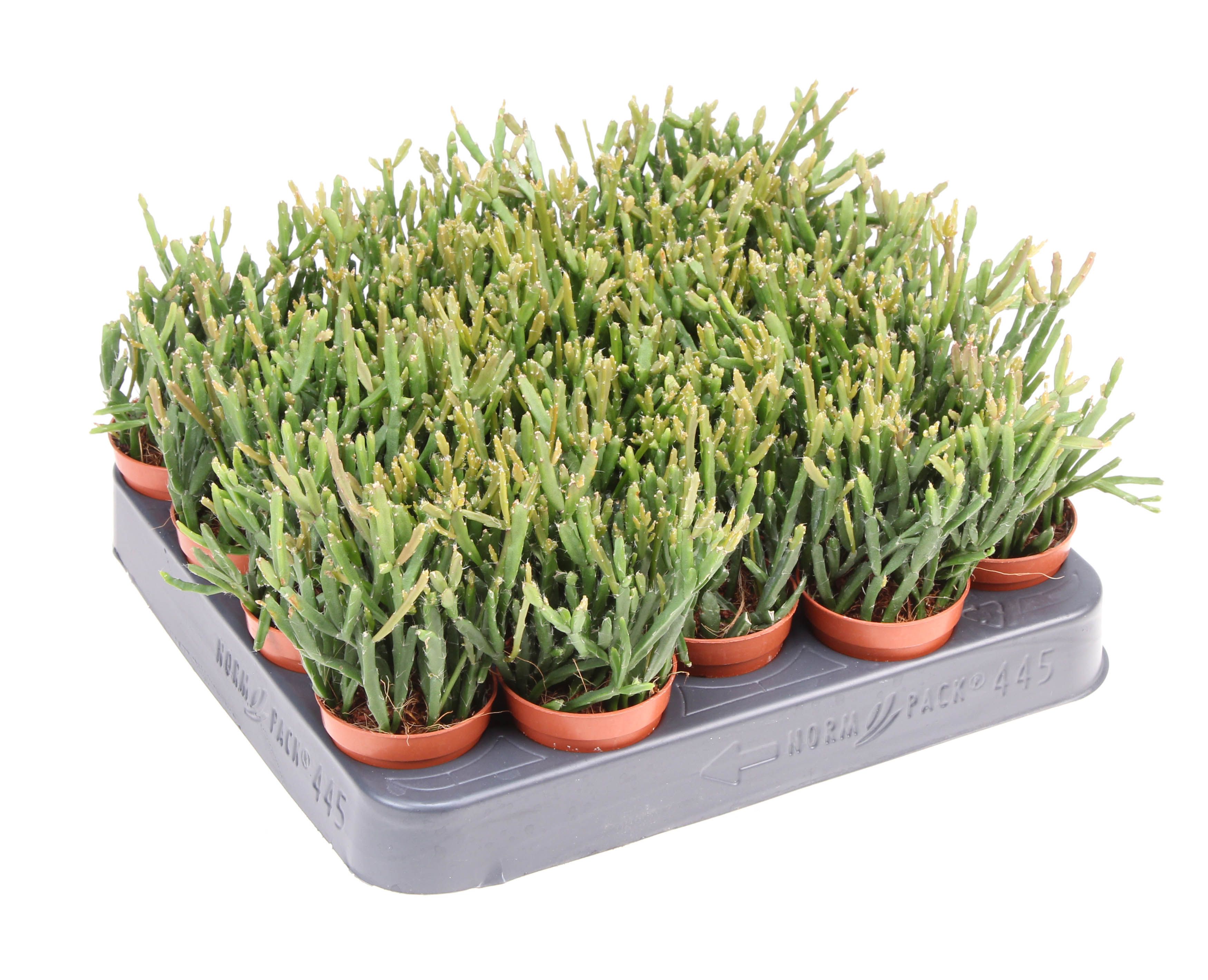 Rhipsalis ewaldiana, D 5,5