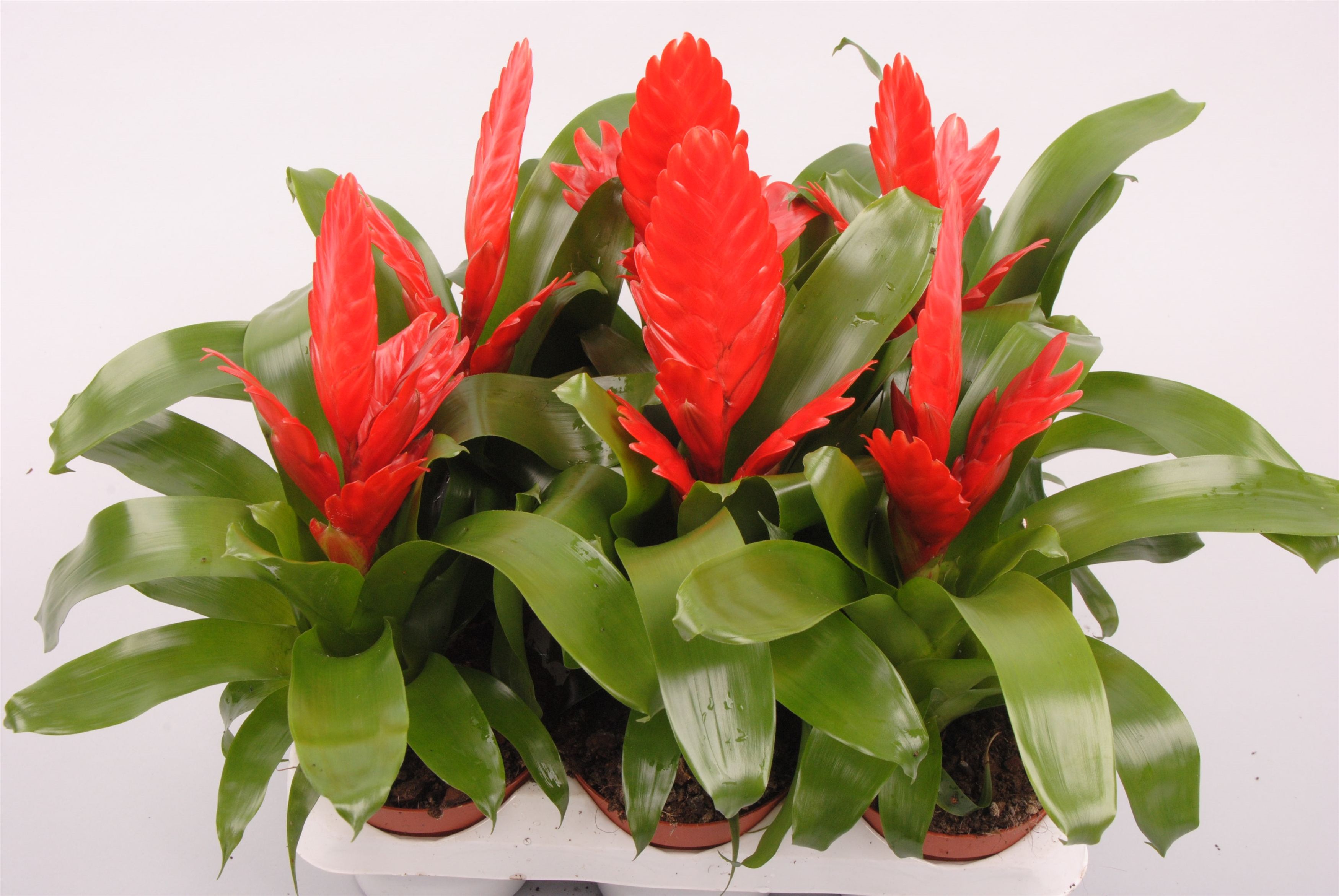 Vriesea Kallisto, D 9