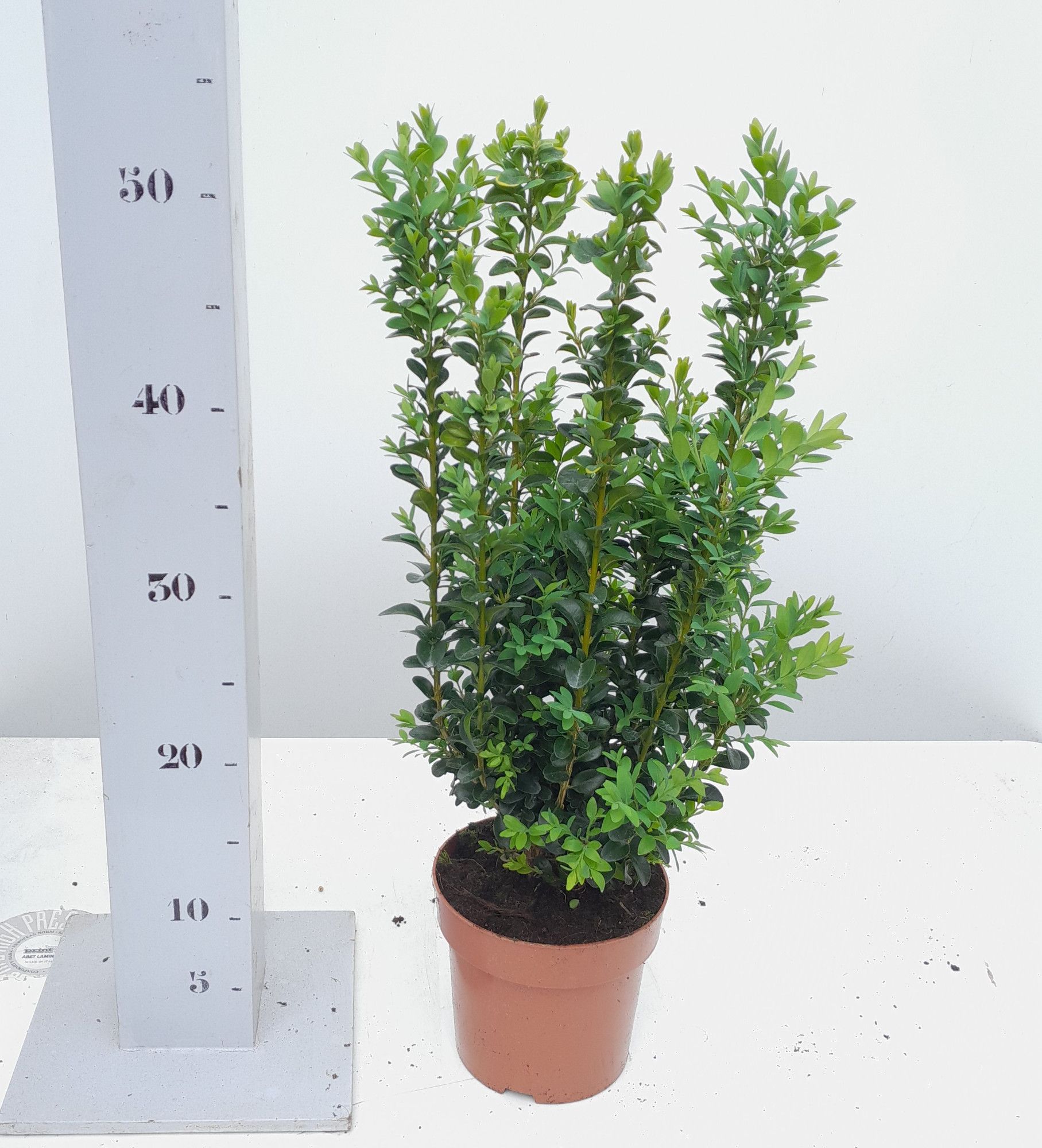 Buxus sempervirens 35/40cm struik, D 14