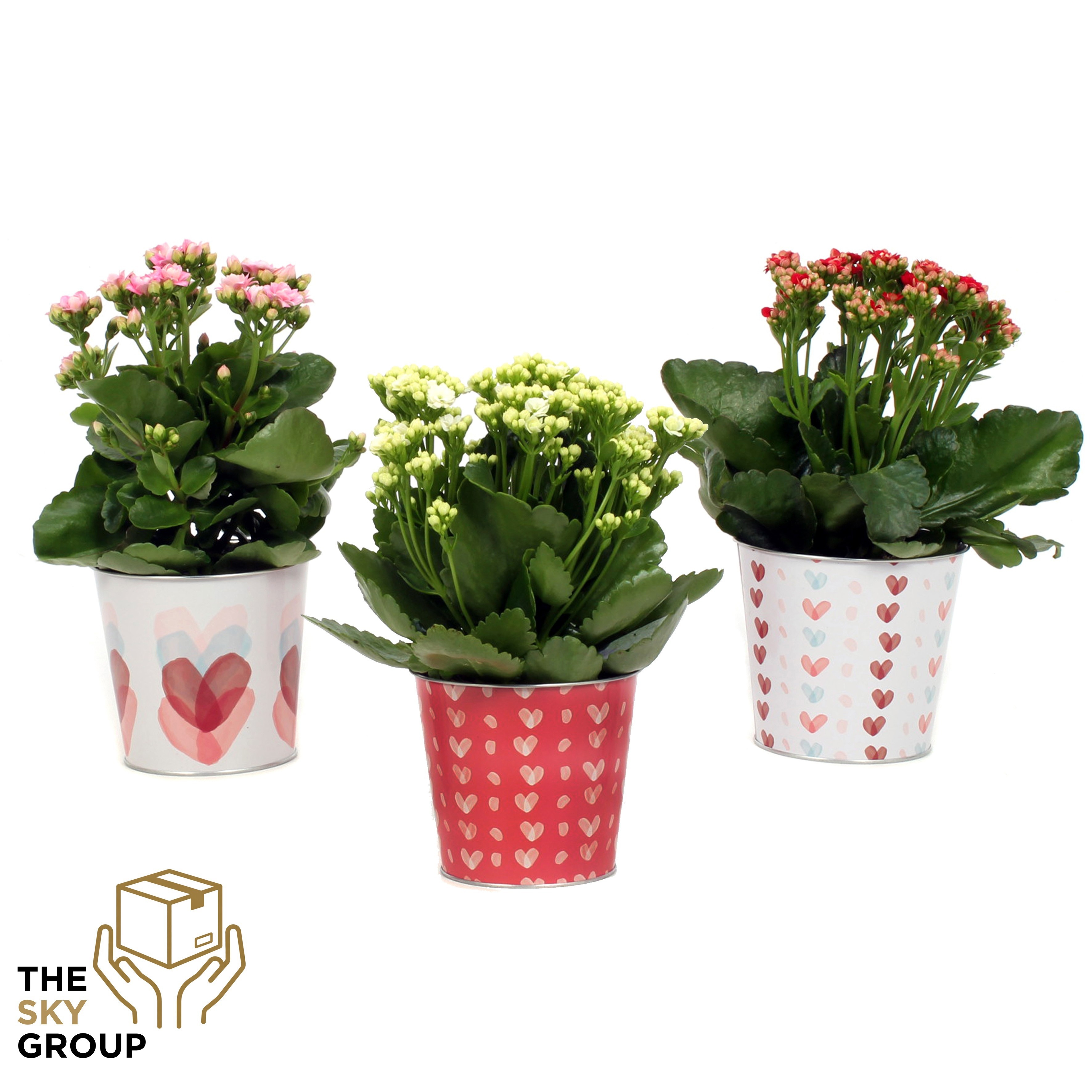 Kalanchoe gevuld 12 cm in Valentijn Zink ( 3 assorti ), D 12