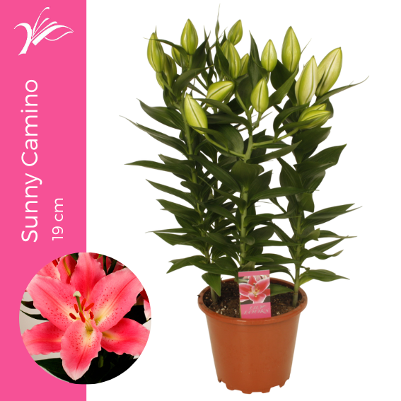 Lilium Sunny Camino 19 cm (or. lelie), D 19