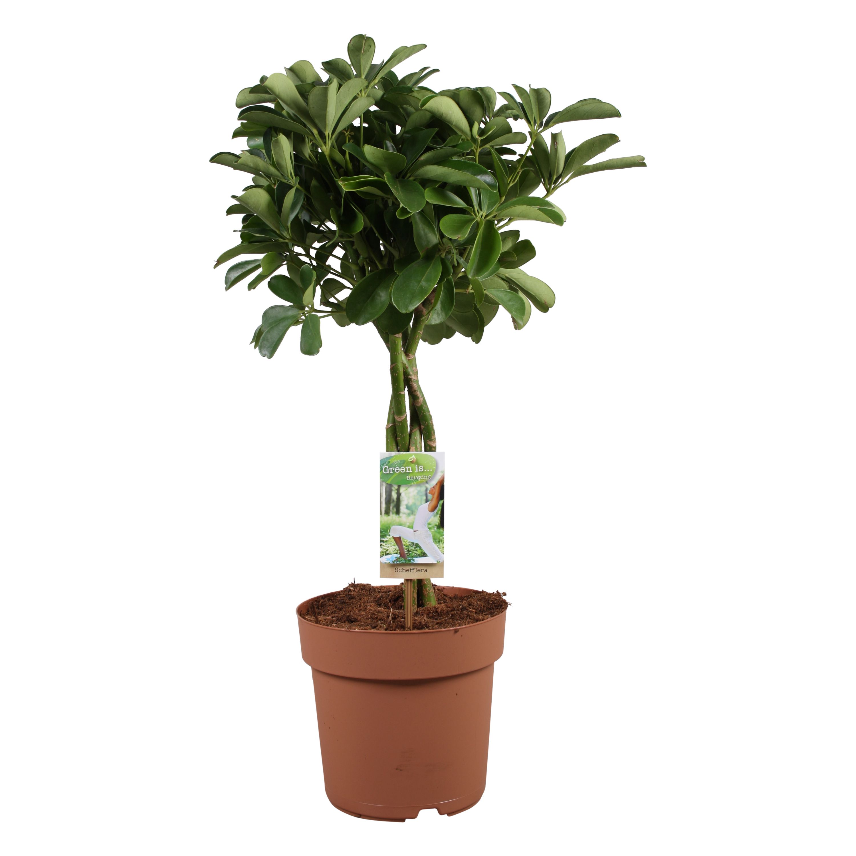 Schefflera Nora - gevlochten stam, D 21