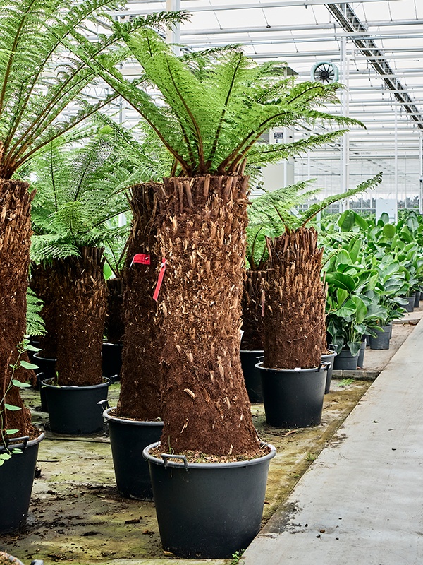 Dicksonia antarctica, D 65