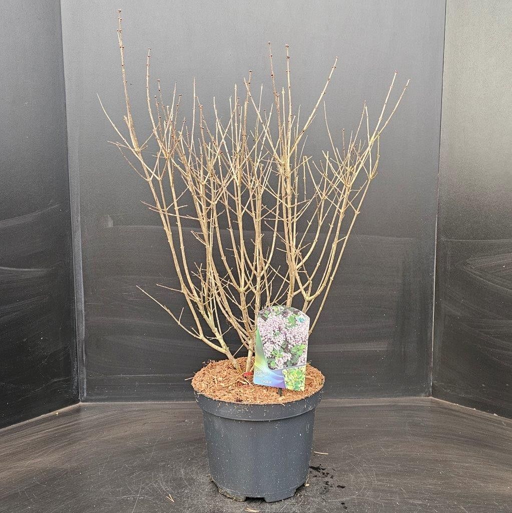 Syringa meyeri Palibin, D 26