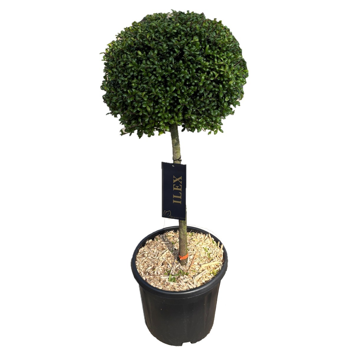 Ilex crenata 'Convexa' Bol p28 (t) stam 50 ©, D 28