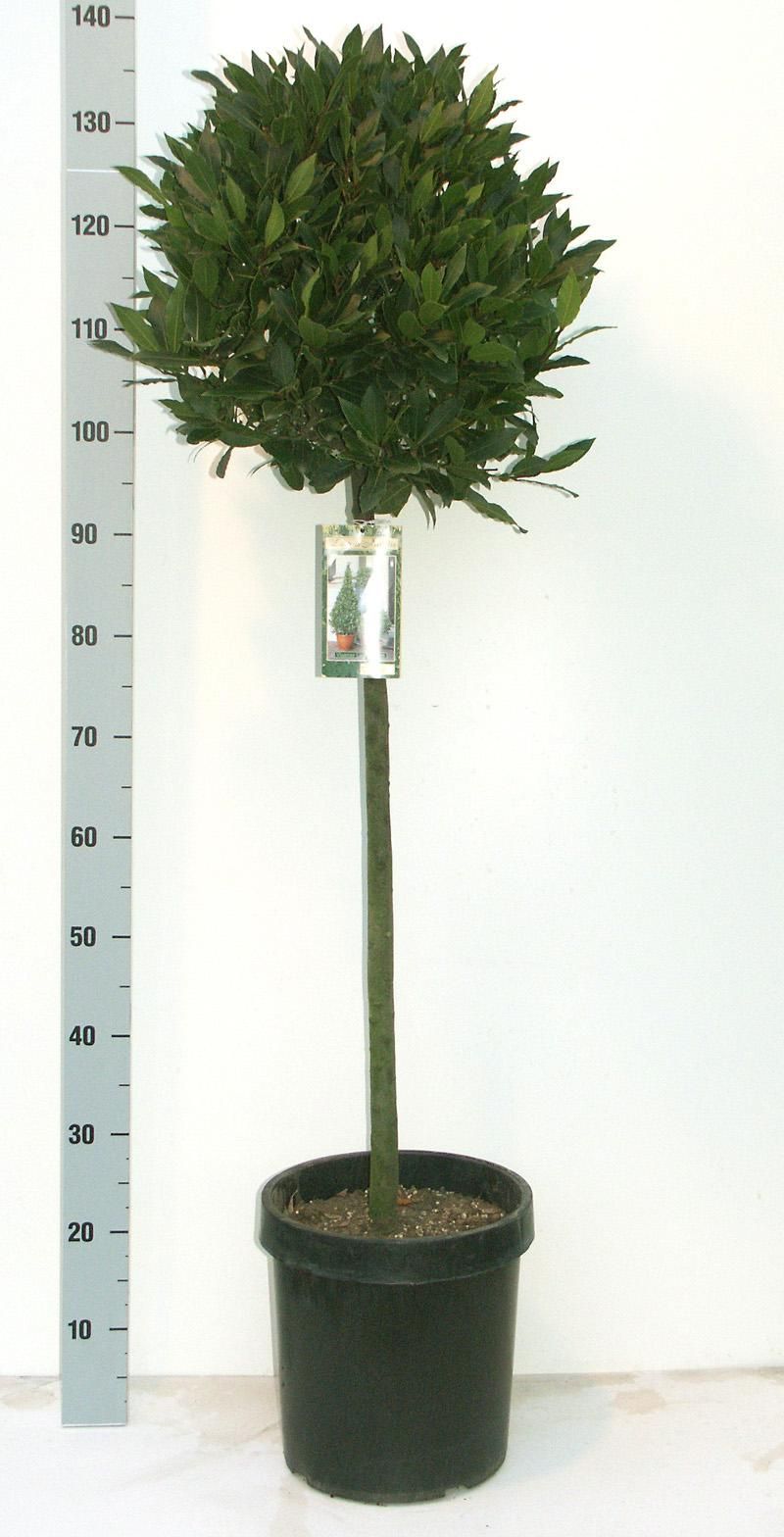 Laurus nobilis Bol op stam D45- Vlaamse Laurier, D 27
