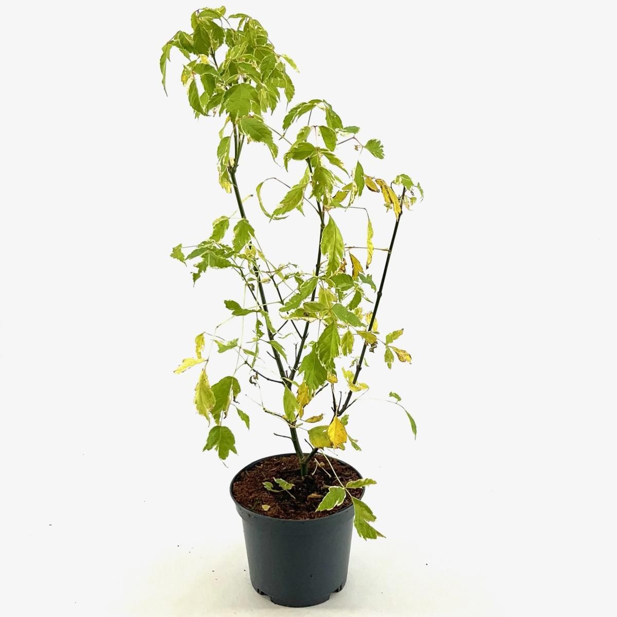 Acer negundo 'Variegatum', D 19