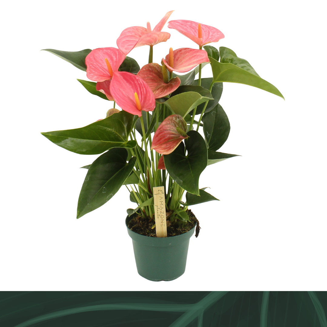 Anthurium Melito 14cm, D 14