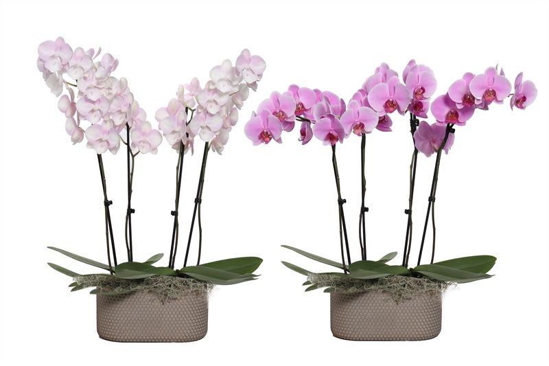 Betonpot ovaal Joyce p25x13 Phal mix p12 4T28+ ( 2 p.p. ), D 12