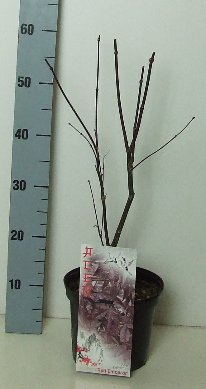 Acer palmatum 'Red Emperor' P19 Full CC, D 19