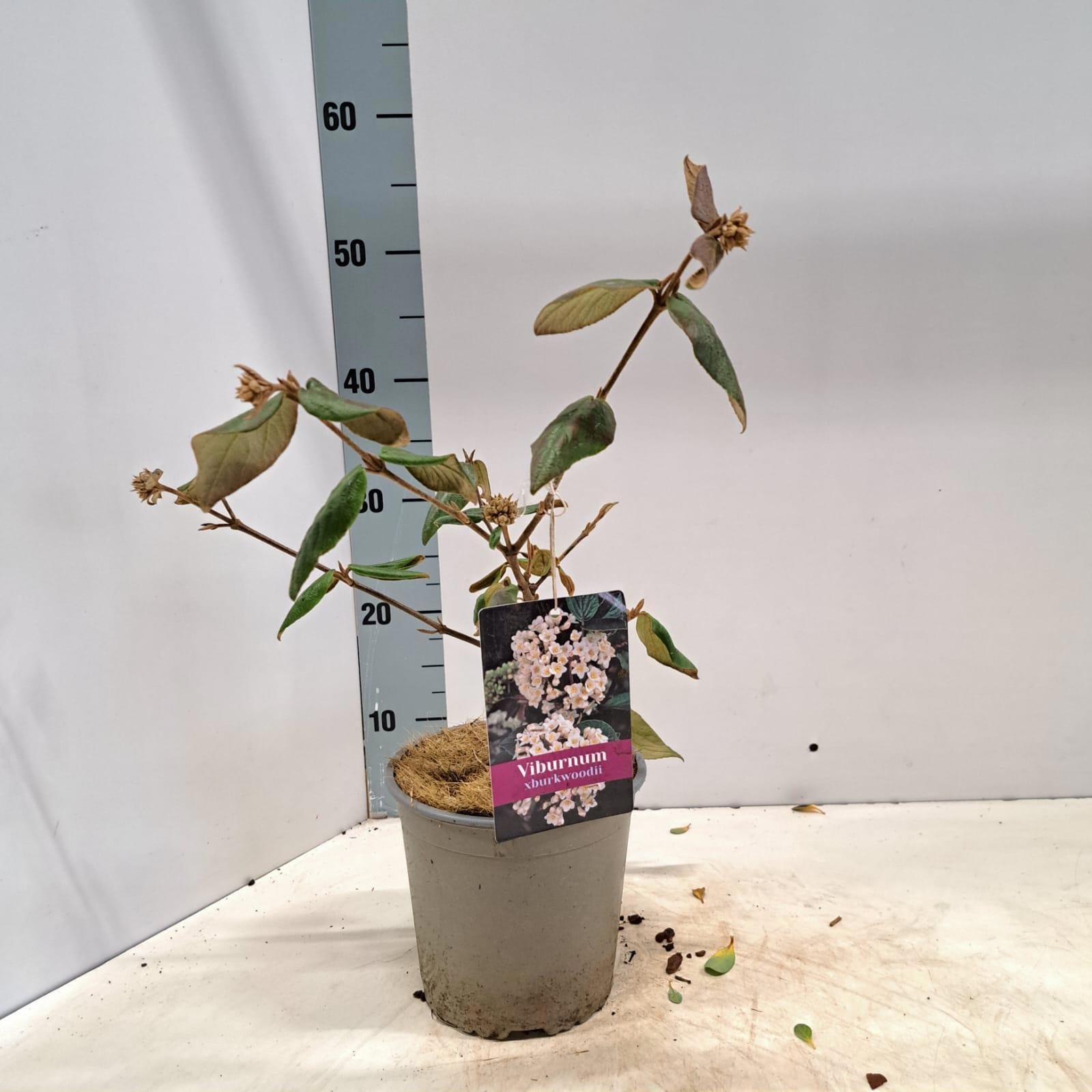 Viburnum burkwoodii, D 17