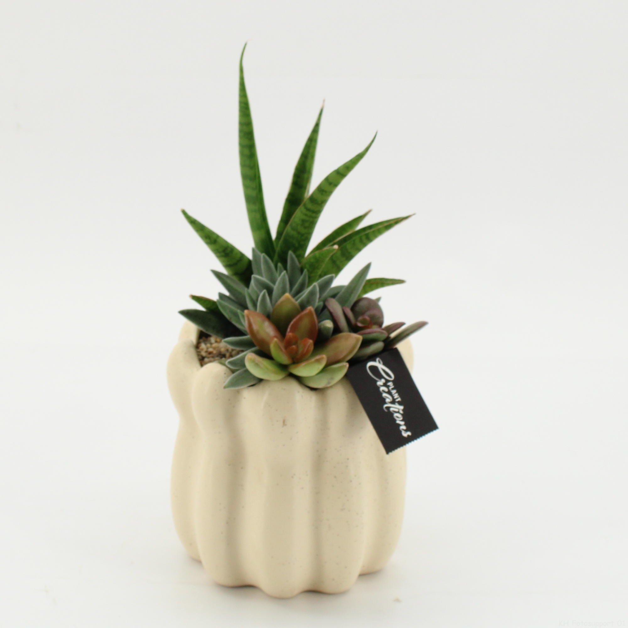SUCR-2621 Succulent Essentials, D 14
