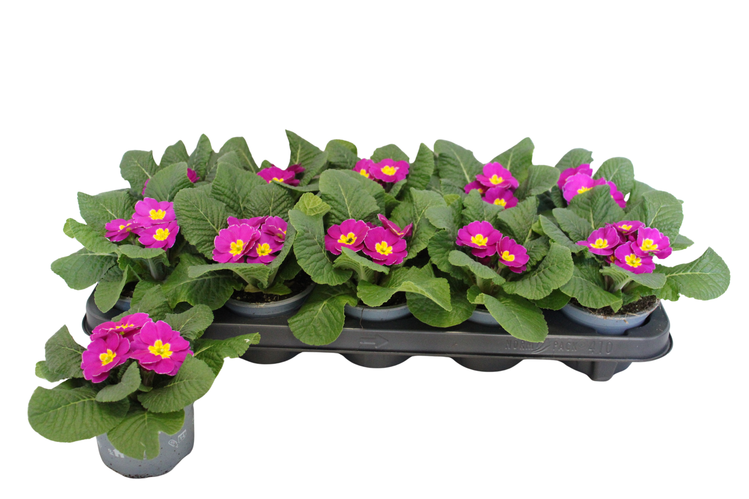 Primula acaulis Purple 10,5 cm, D 10