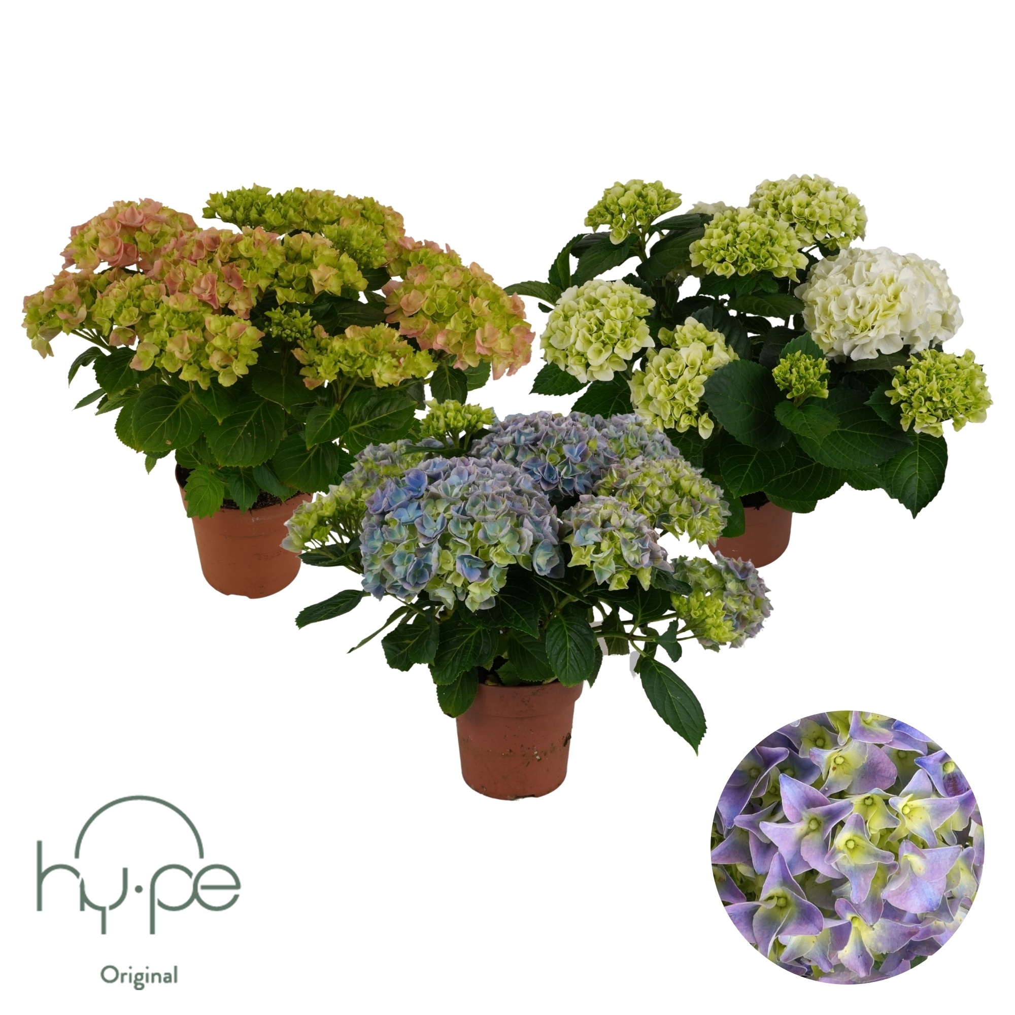 Hydrangea Mophead Mix 7+ | Hy-pe Original, D 14