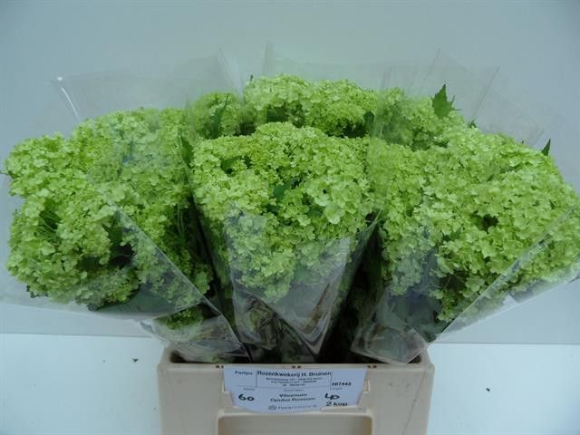 Вибурнум Розеум 40 (зел.), шт.