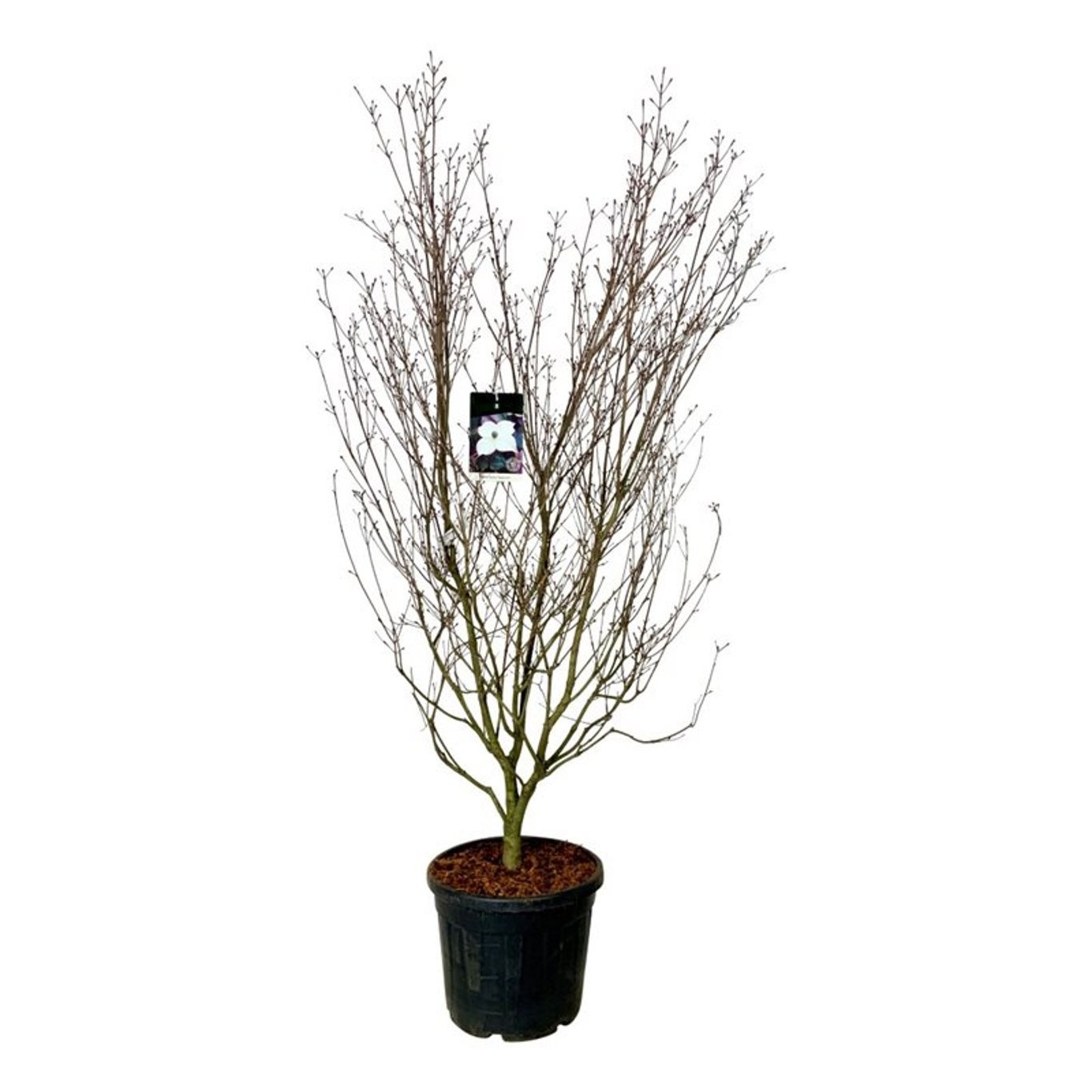 Cornus kousa 'Cappucino', D 50