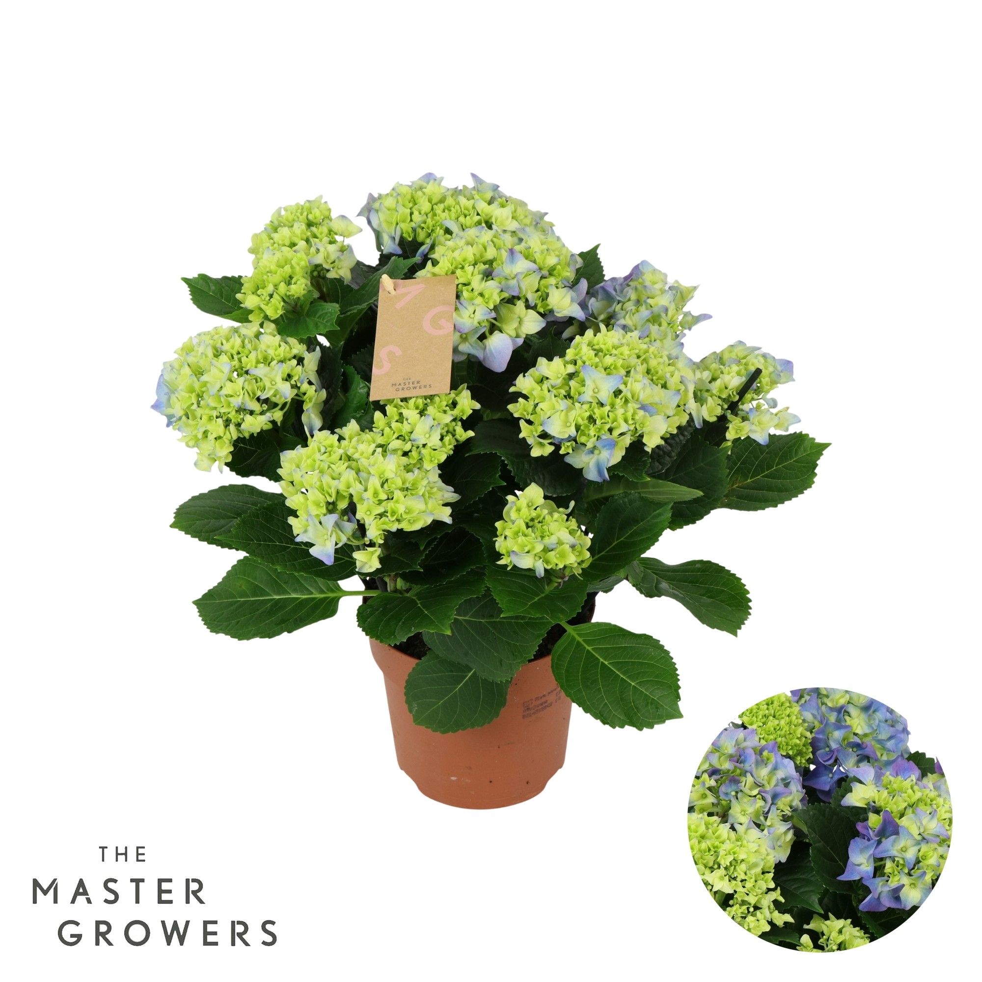 Hydrangea blue 7/8 flowers, D 14
