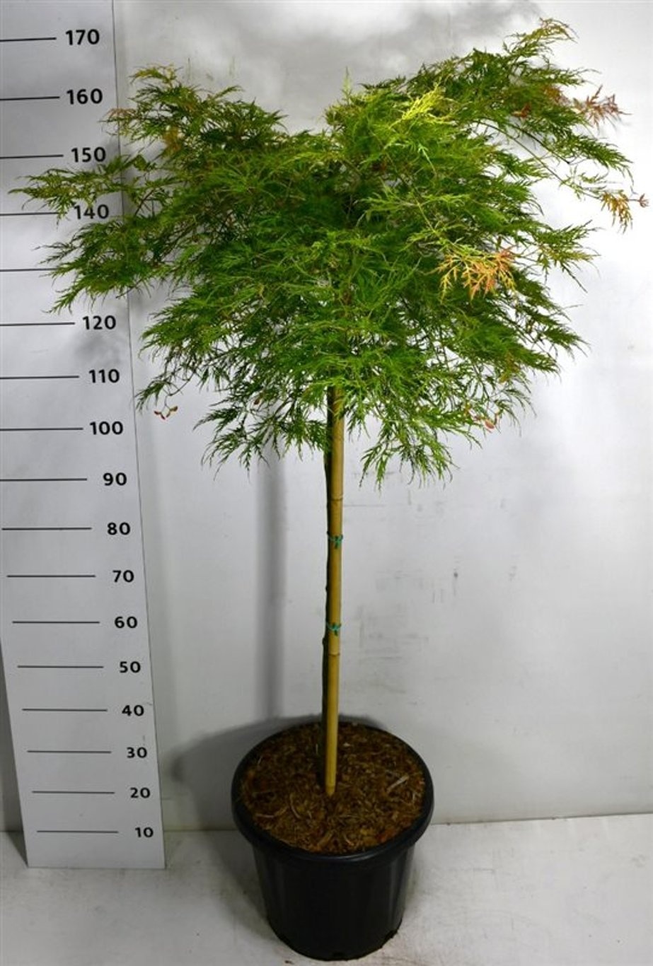 Acer pal. 'Green Lace', D 38