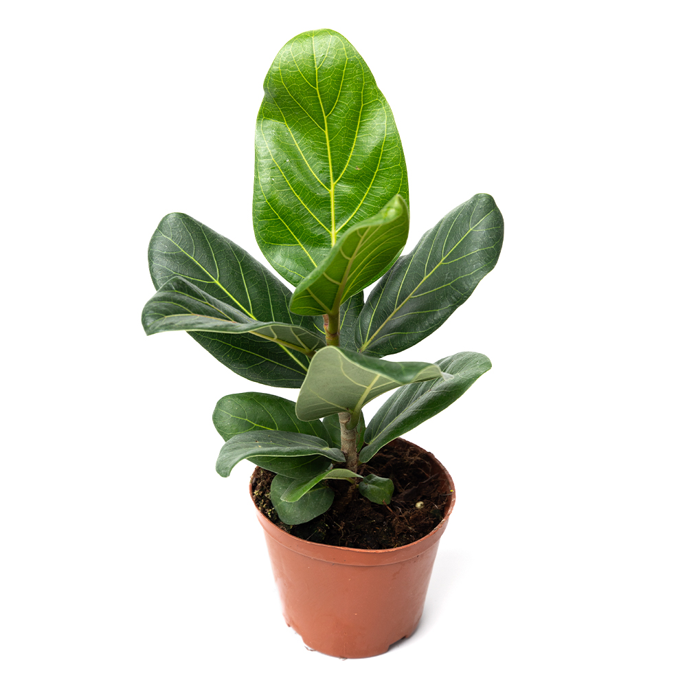 Фикус эластика 10 26 (предзаказ)