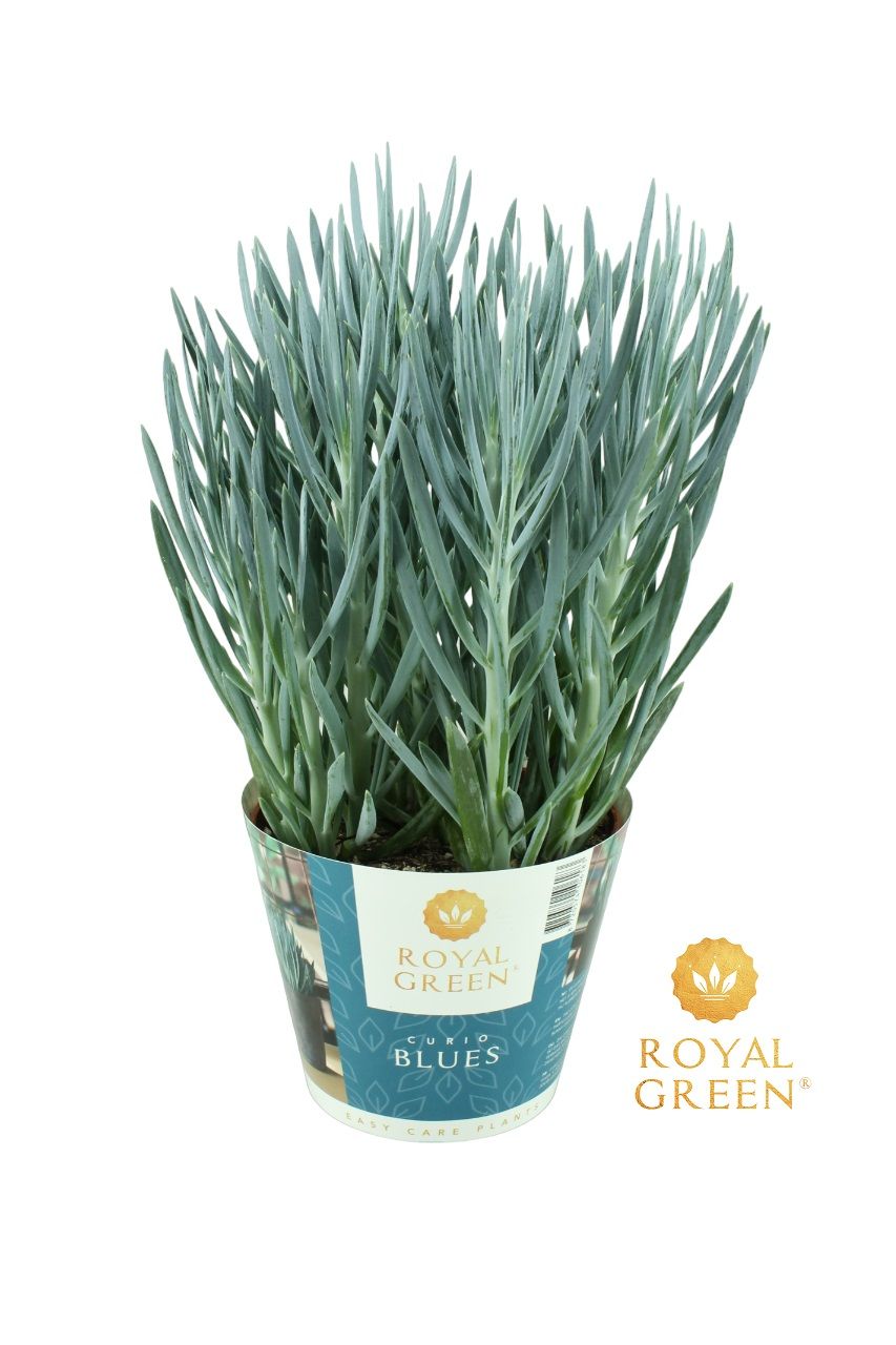 Curio Blues potcover 15cm, D 15