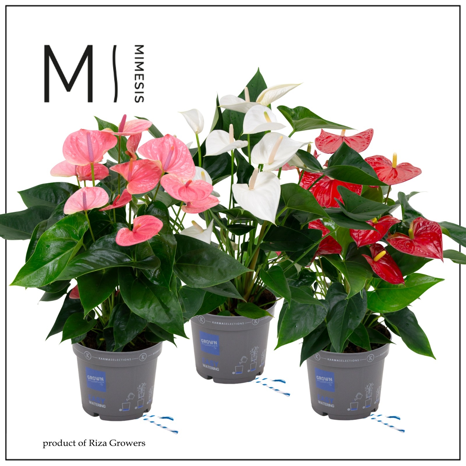 Mimesis Anthurium KARMA Grandiflora mix - 17 cm, D 17
