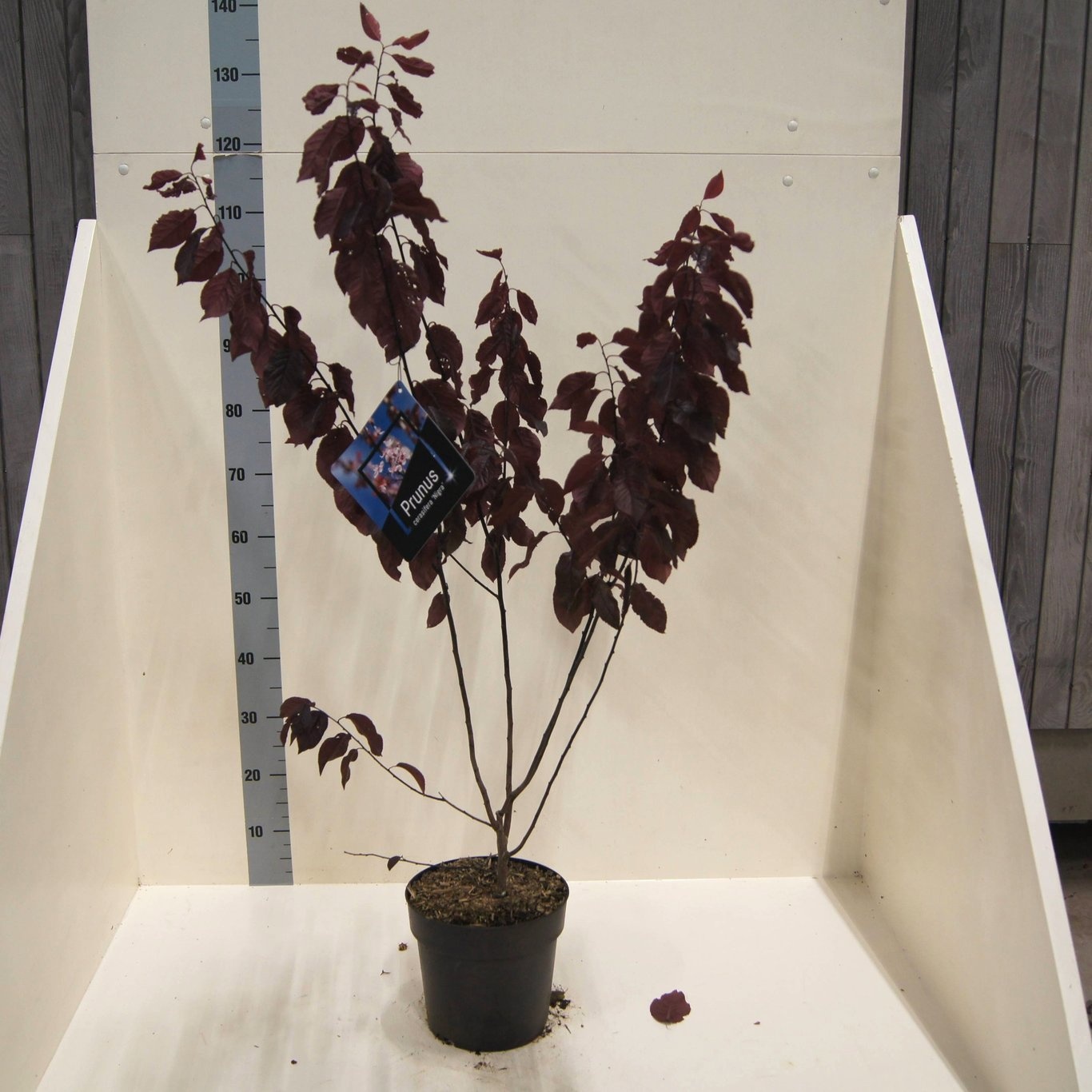 Prunus cer. 'Nigra', D 24