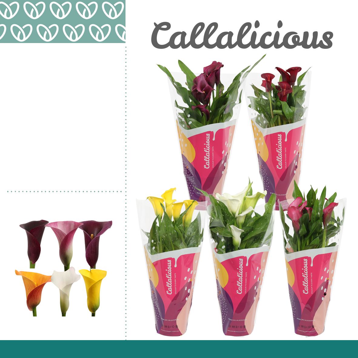 Zantedeschia (Calla) Mix in Callalicious Hoes, D 12