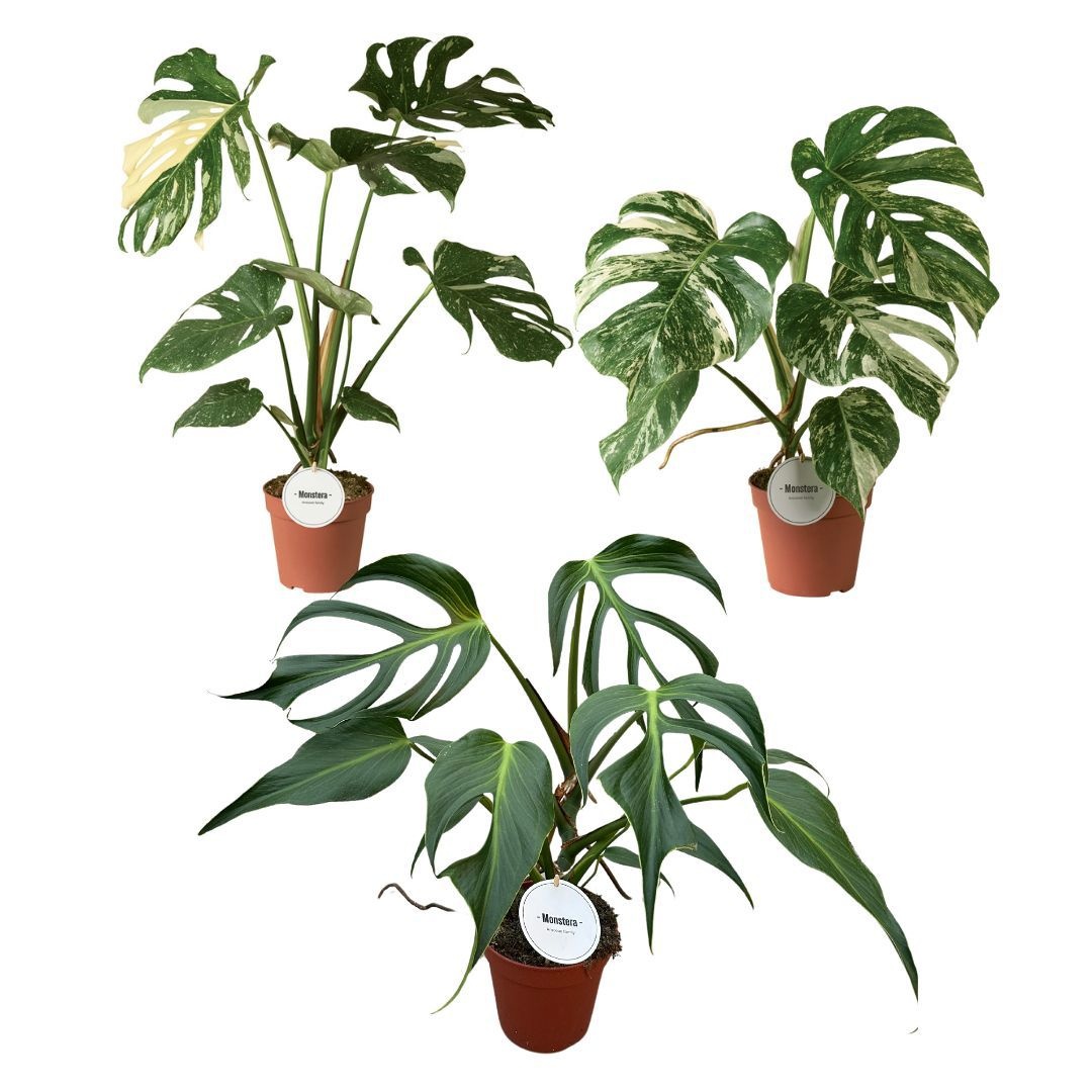 Monstera Mix, D 15