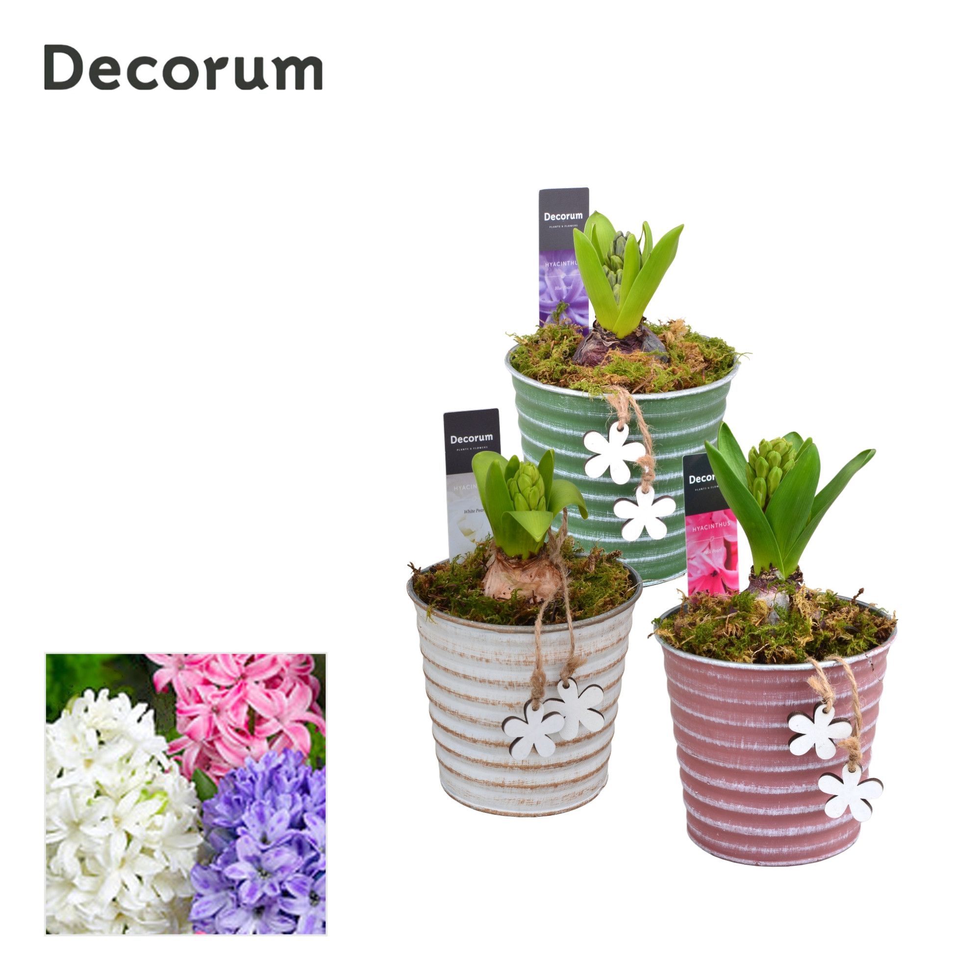 Hyacint Lucia HL19883 [PURE], D 9