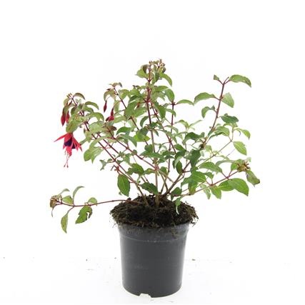 Fuchsia 'Mrs Popple', D 14