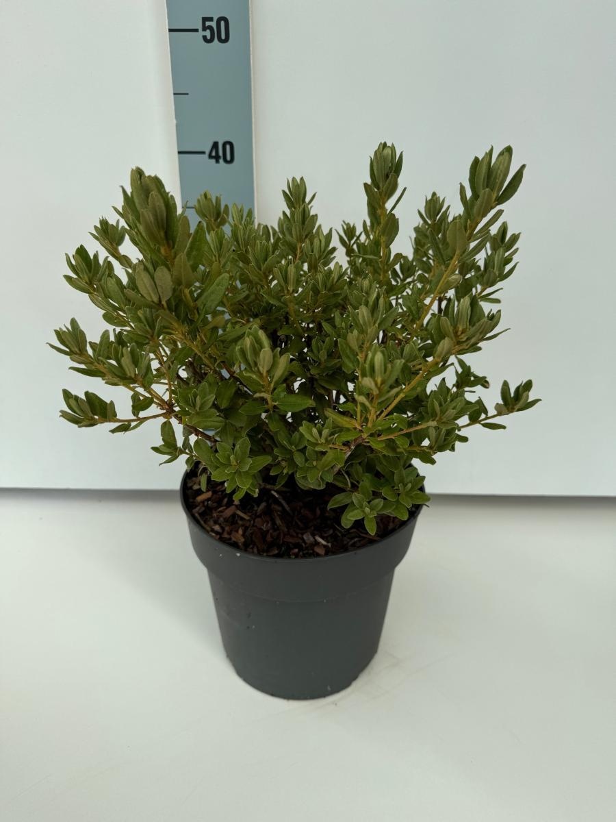 Rhododendron 'Blue Silver', D 21