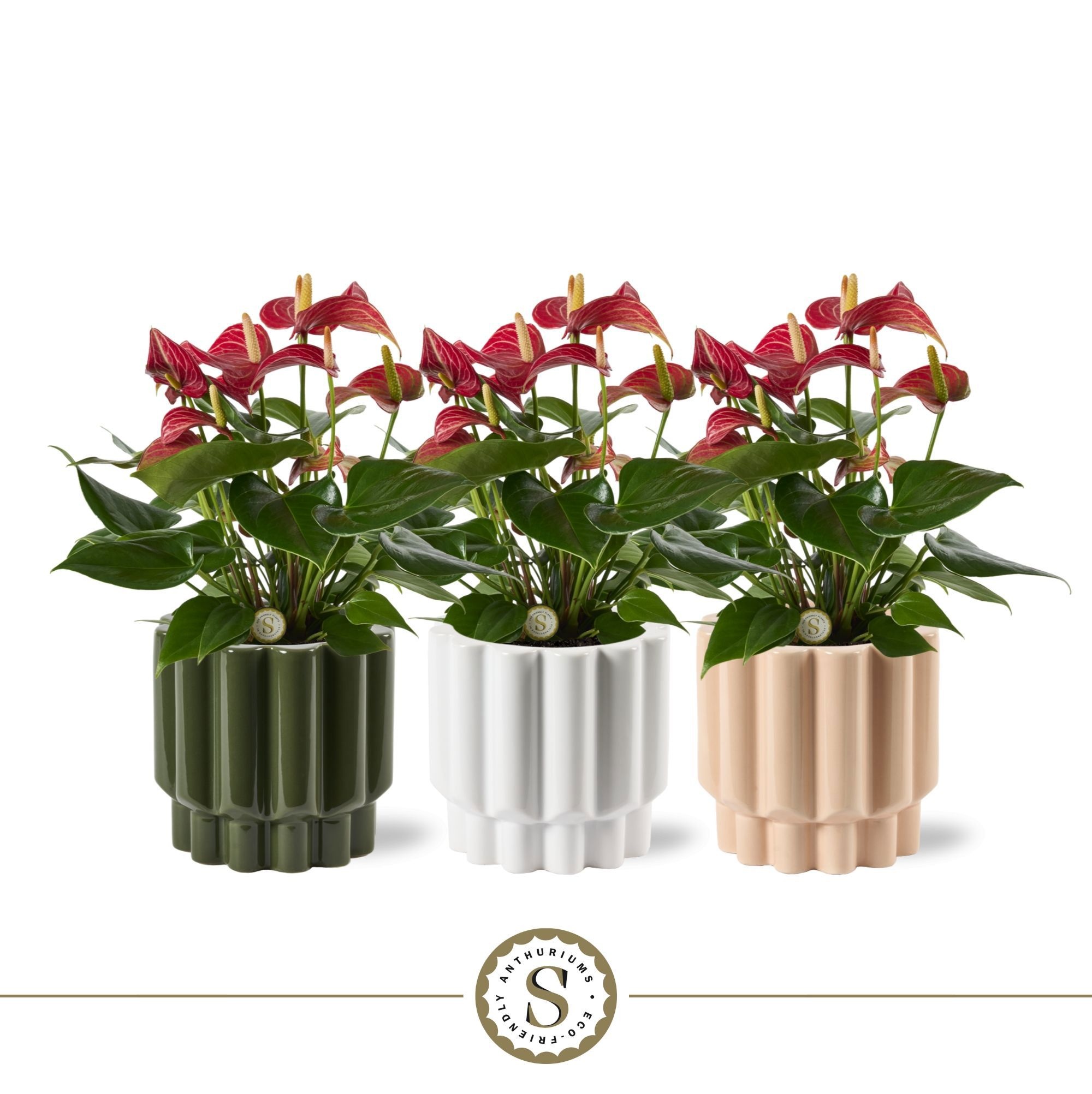 Monza Keramiek Livium, D 12