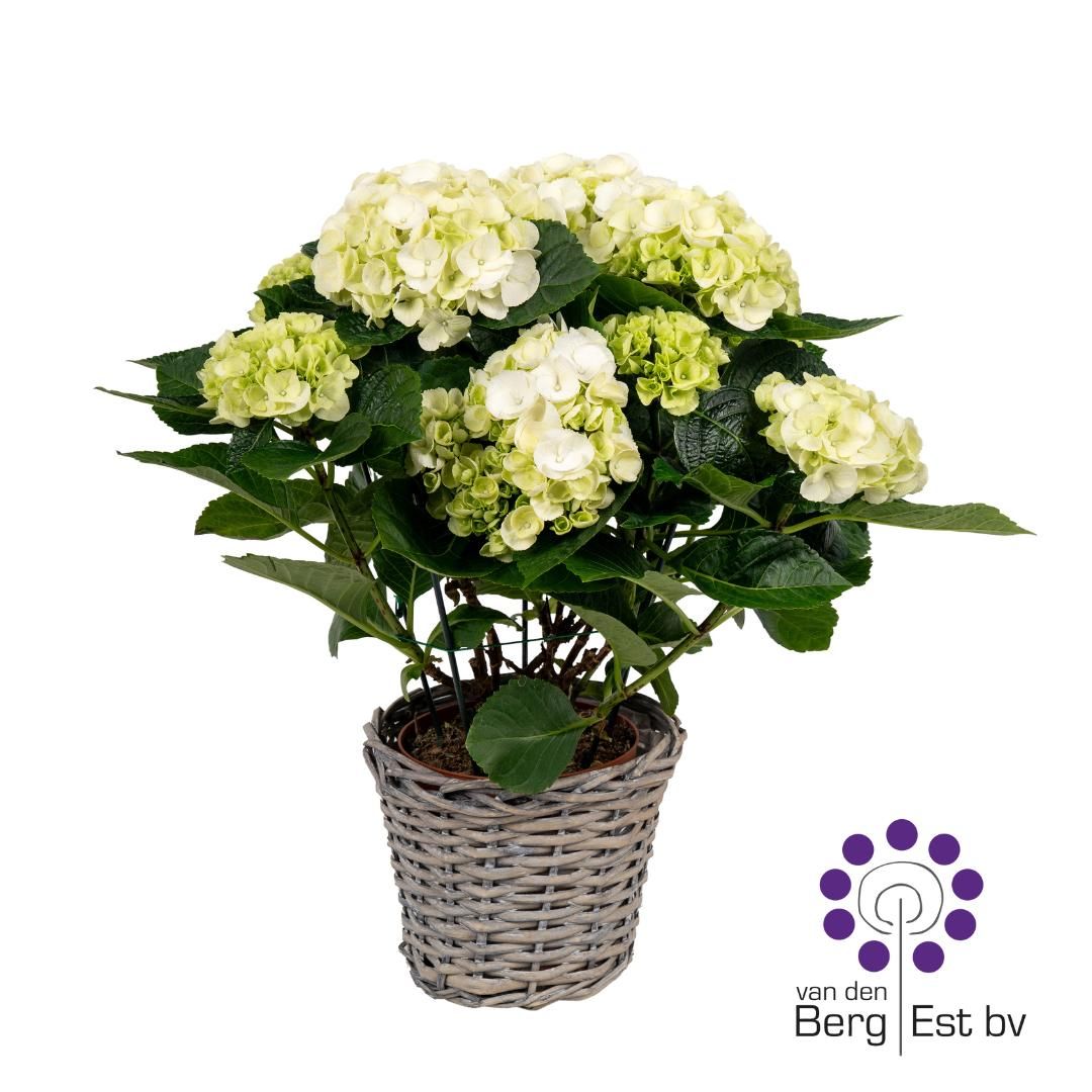 Hydrangea White 5/8 in rieten mand, D 14
