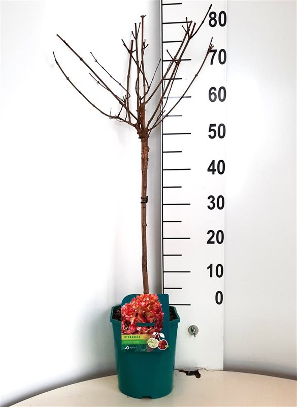 Hydrangea pan. 'Petite Cherry'®, D 21