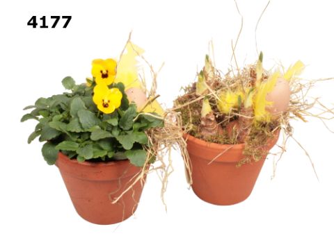 Pasen roodsteen bloempot S viool/tete, D 12