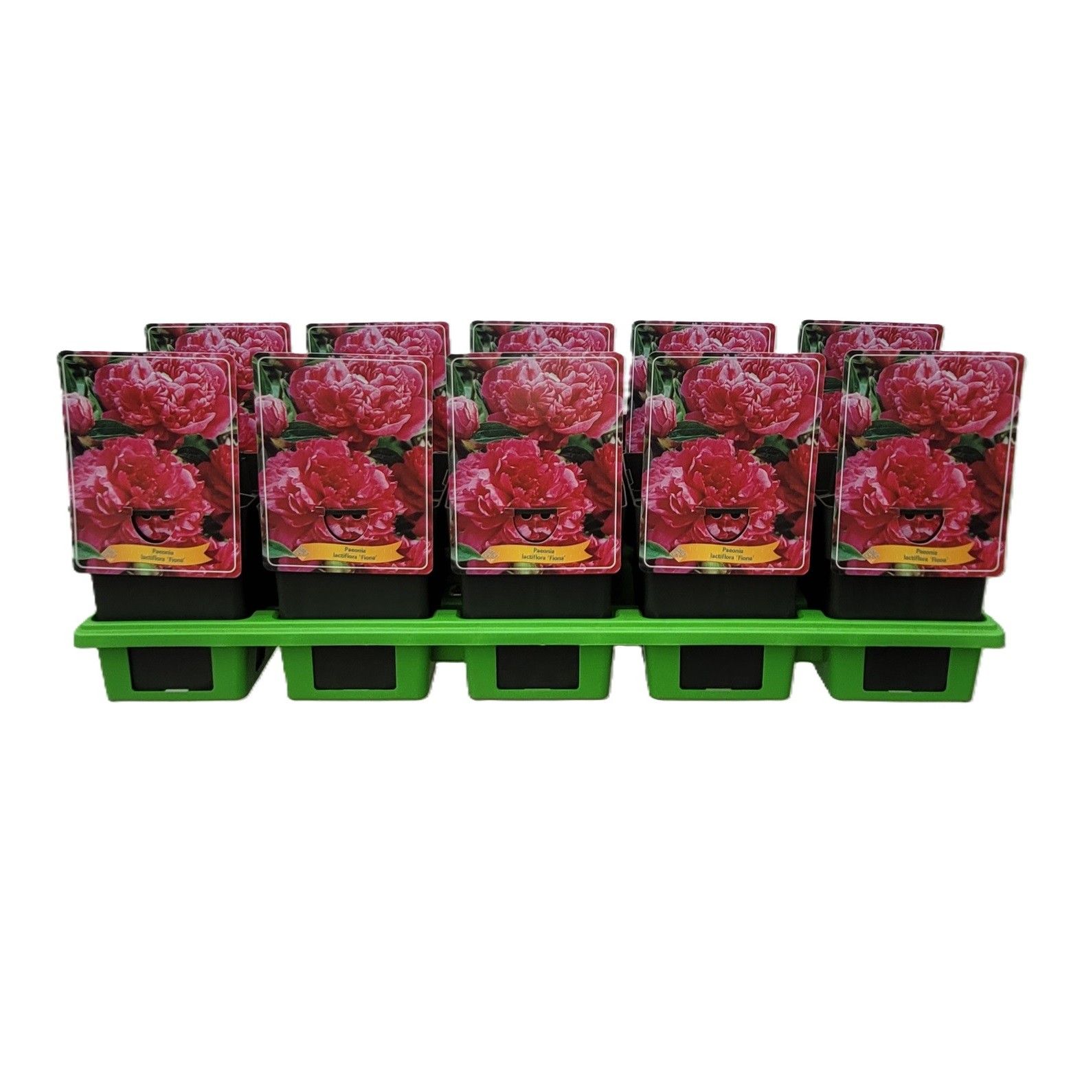 Paeonia Lactiflora 'Fiona' P11, D 11