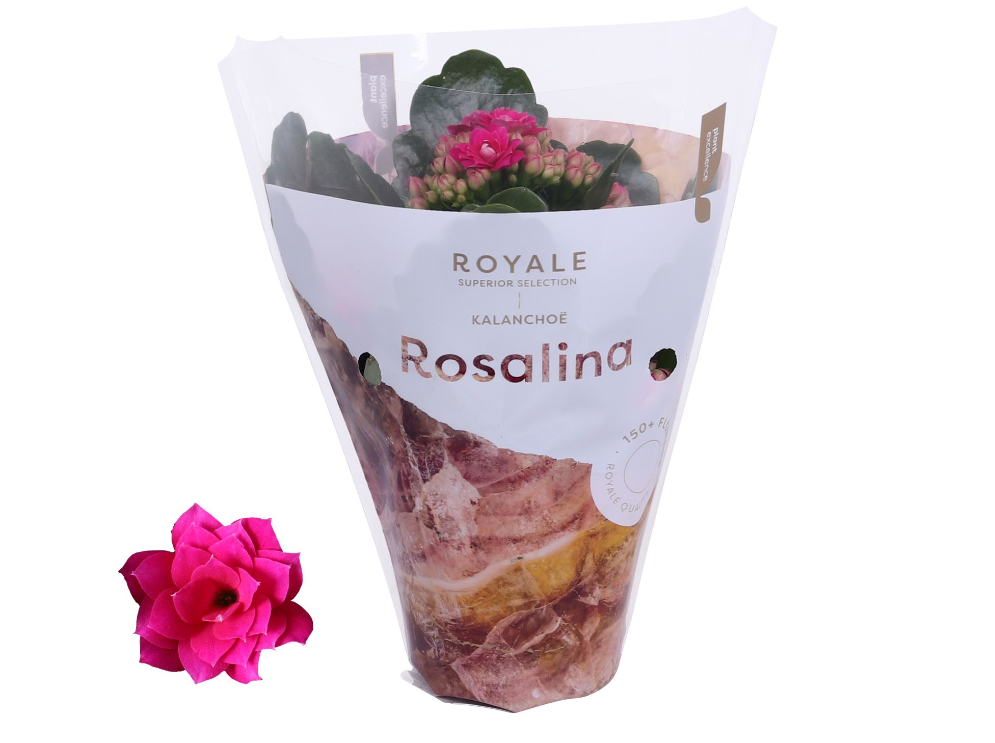 Kalanchoe Rosalina 07cm Royale Victorio paars, D 7