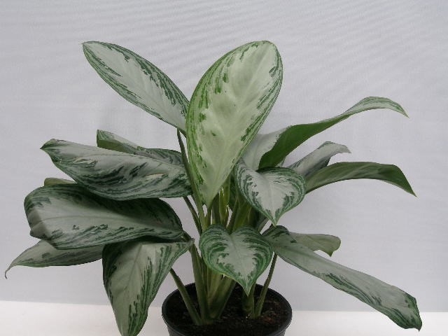 AGLAONEMA COMMUTATUM 'SILVER BAY', D 21