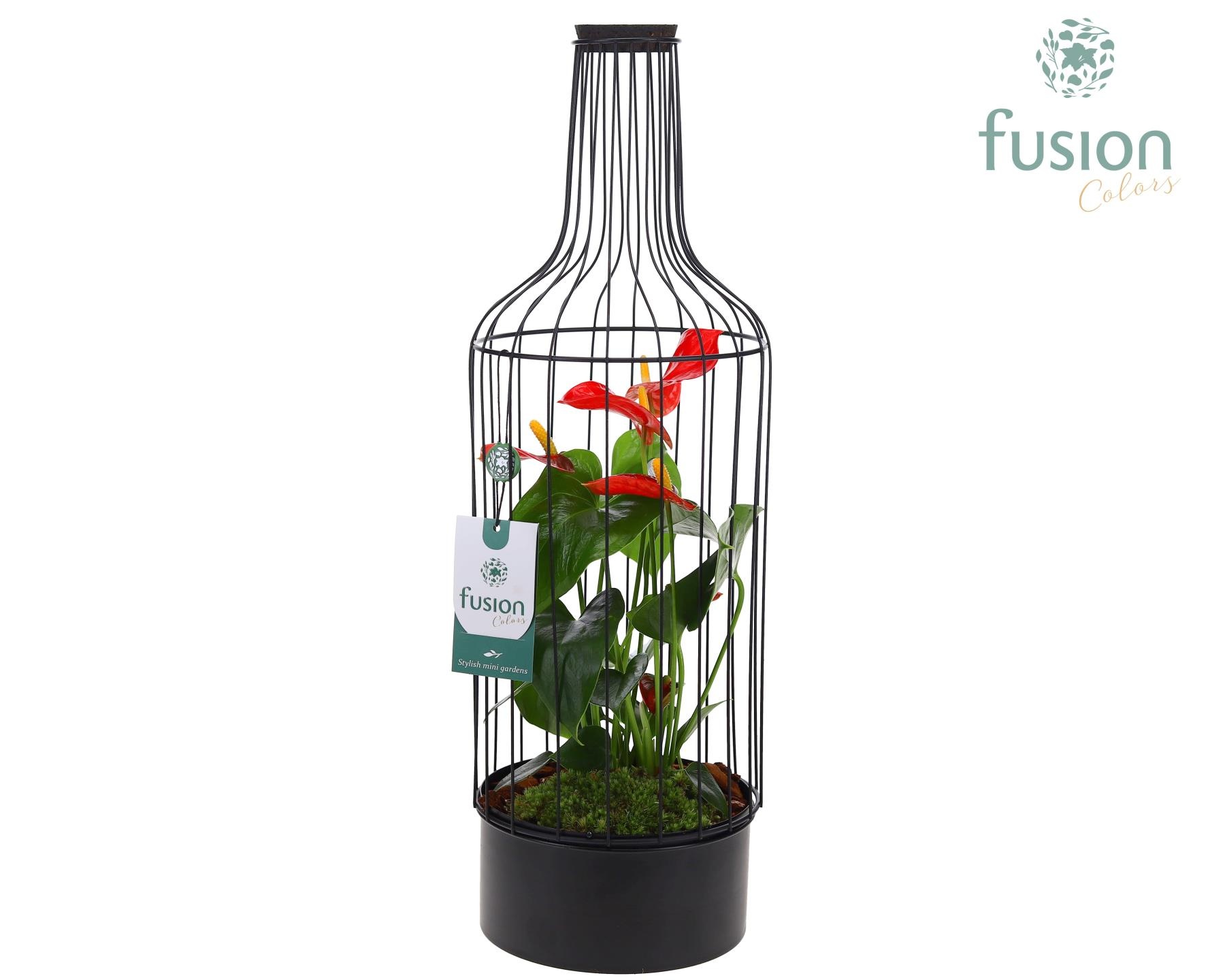 Metaal fles zwart Large met Anthurium, D 17