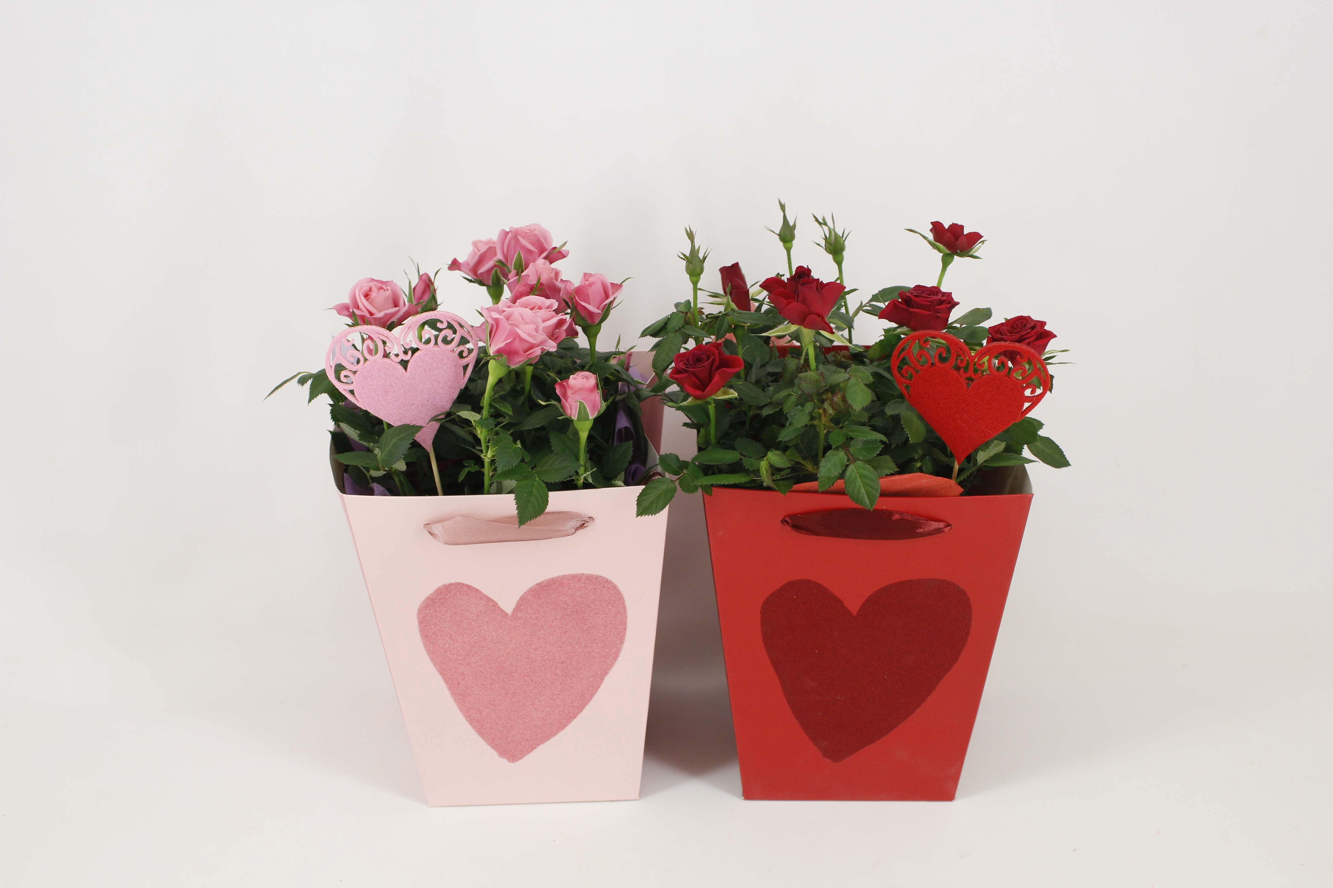 Pot rooss 12 cm in Cadeautas Hart valentijn met steker, D 12