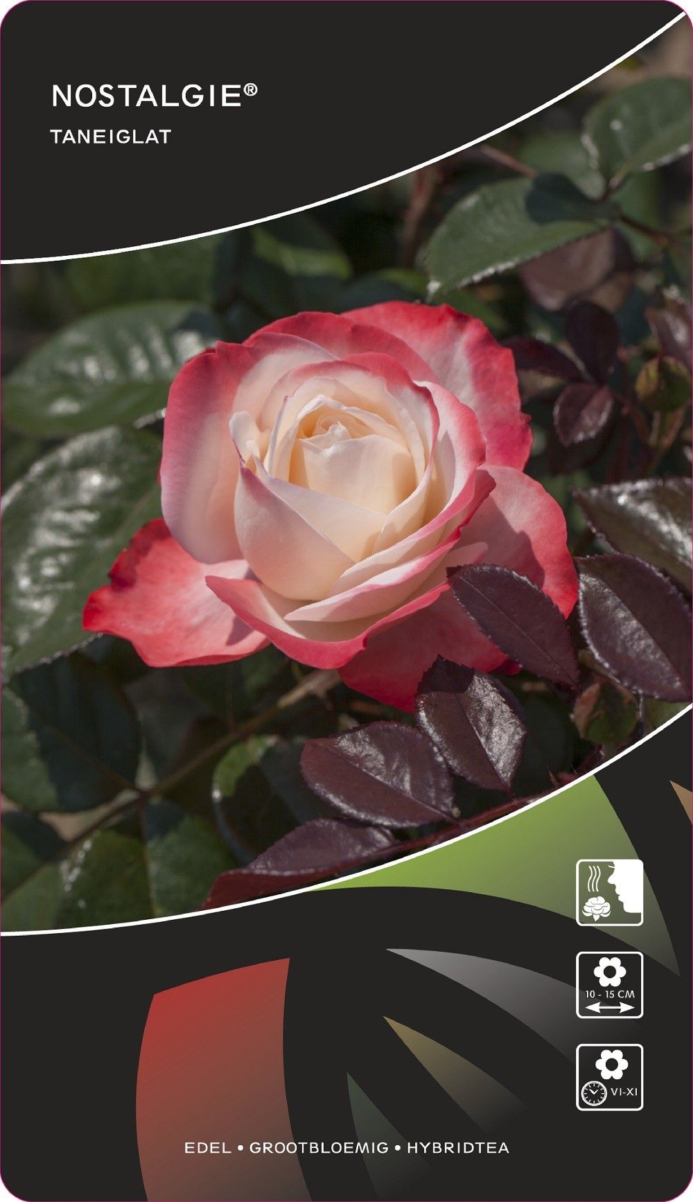 Rosa (TH) Nostalgie®, D 17