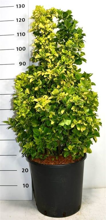 Euonymus jap. 'Aureus', D 38