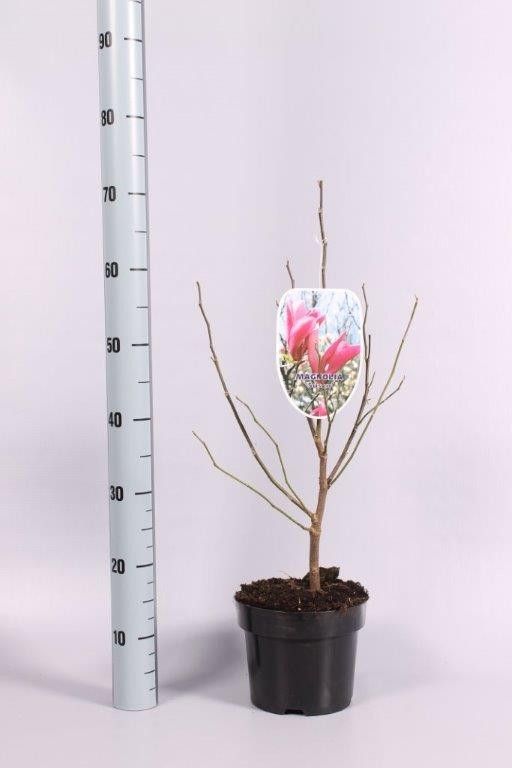 Magnolia Ricki, D 19